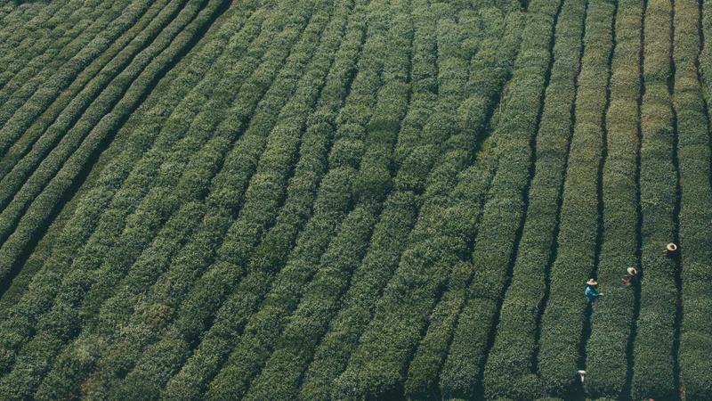 古方新用！补中益气汤现代改良版：健脾升阳的养生新选择