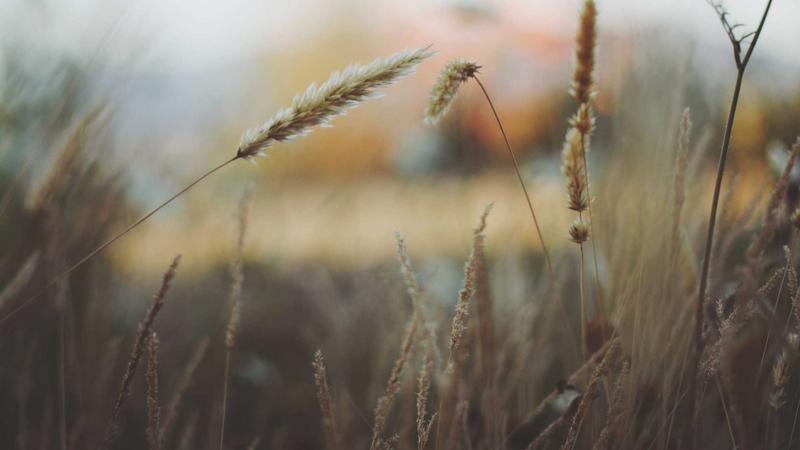 春日祛湿黄金方：薏米煲汤的养生智慧与四季调理之道