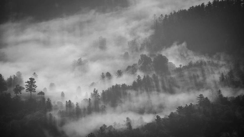 灵芝枸杞配伍：千年古方的现代养生密码