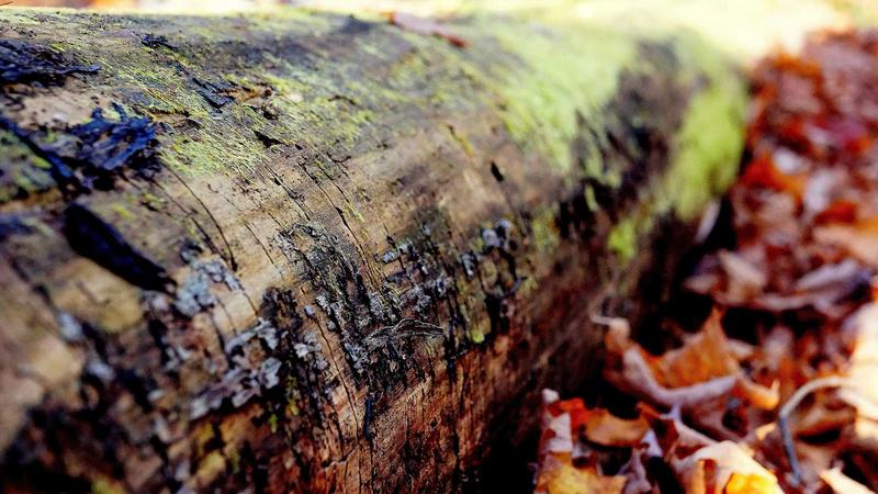 蜂蜜桂圆黄金搭档：解锁中医食疗的补血养心密码