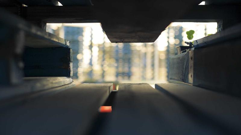 百合莲子配伍：千年古方的润养智慧与现代养生应用