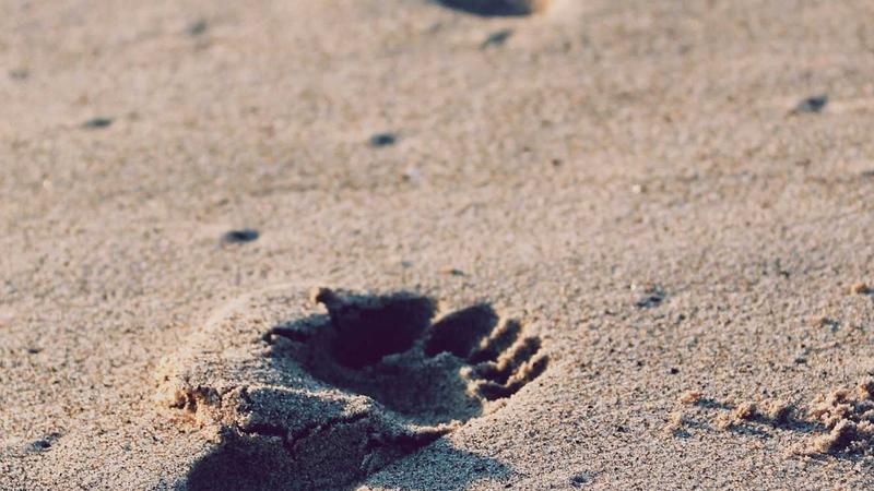 补中益气汤：千年古方焕新颜，调养脾胃的食疗秘籍