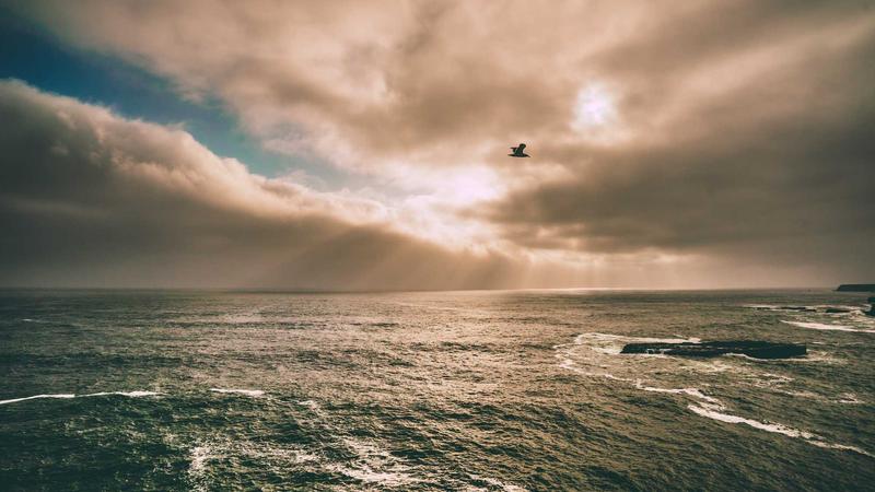 灵芝：千年仙草的养生密码——从营养到食疗的全方位解析