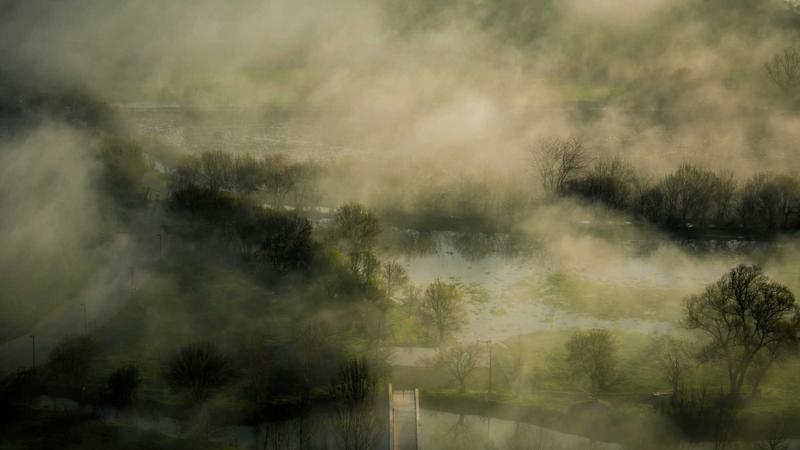 千年补血圣药当归：现代科学揭秘其食疗养生密码