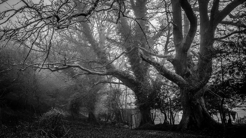 黑芝麻养生汤：家庭药膳的乌发补肾秘方，一学就会！