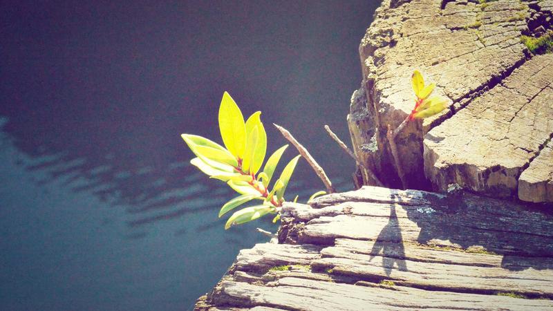 百合降脂新解：中医食疗调养高血脂的天然方案