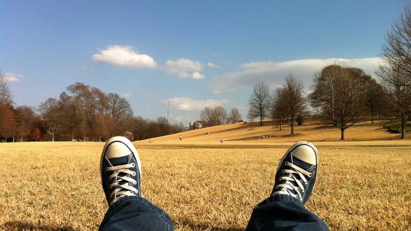 百合：润肺养心的天然食疗珍品全解析