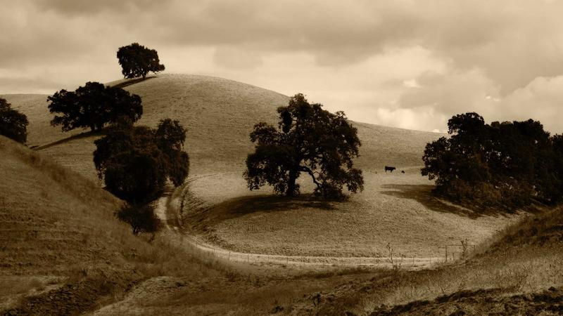 山药：千年药食同源的养生瑰宝与现代科学解码
