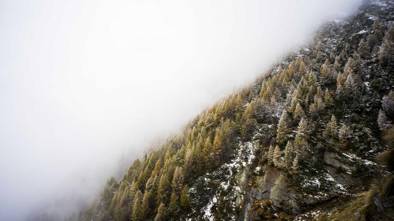 秋补黄金期：解锁当归的5种时令吃法，养血润燥正当时