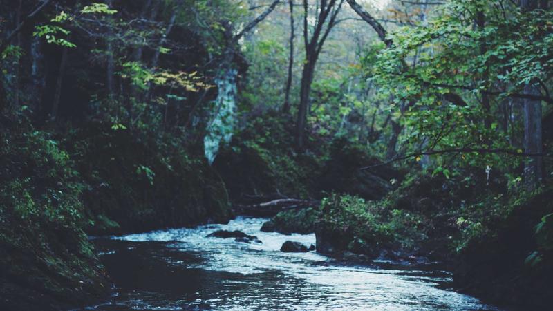 冬日人参煲汤全攻略：温补阳气、强体质的养生秘籍