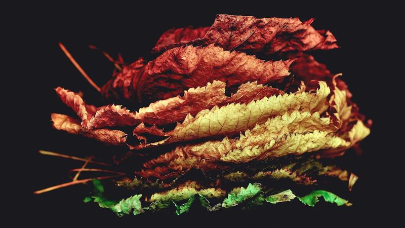 阳虚体质必看！5大温补食材+3套食疗方，让身体暖起来