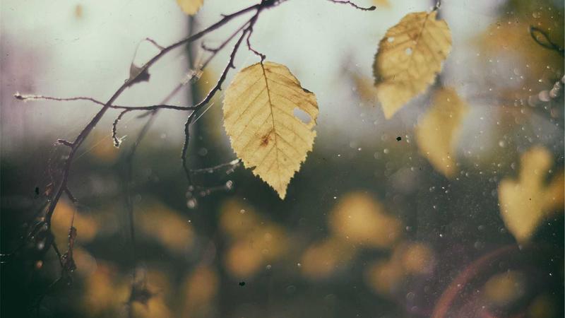 红枣：天然养生圣品的营养密码与中医智慧