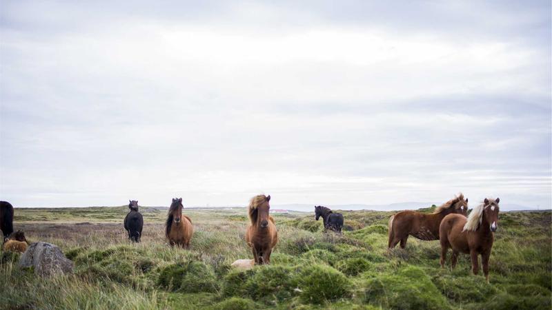 灵芝温阳秘籍：阳虚体质的5道食疗验方全解析