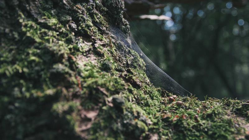 高血脂康复期必看！中医食疗调养全攻略，吃出健康好血脂