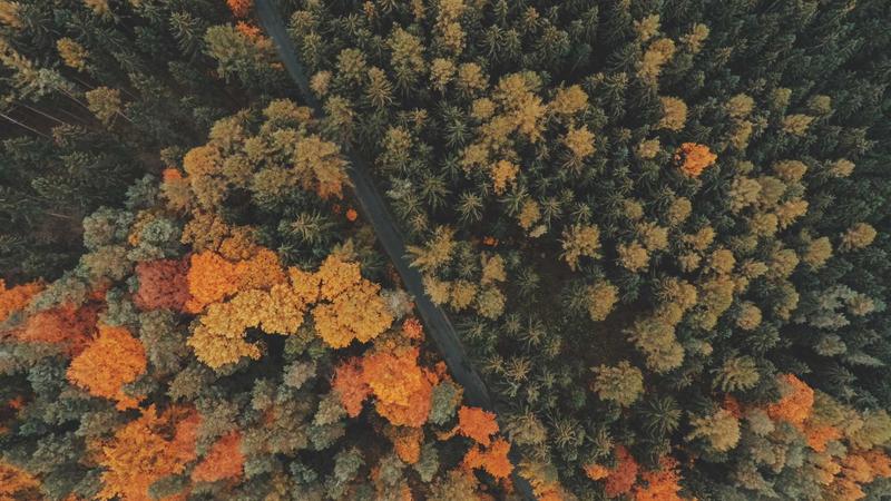 薏米：祛湿健脾的天然食疗圣品，解锁5种黄金搭配法