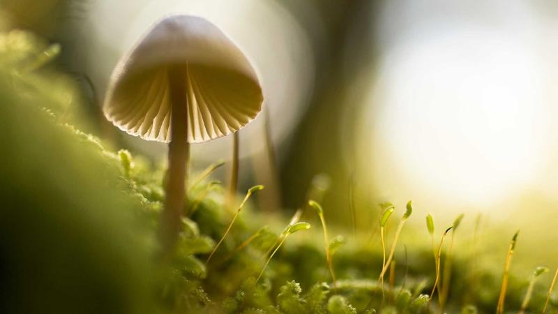 枸杞安神妙方：中医食疗助你告别失眠困扰