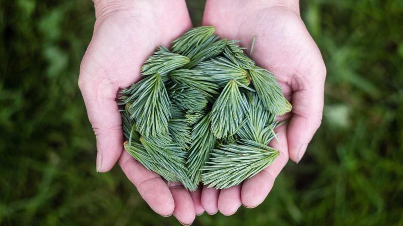 银耳妙用：血瘀体质的天然活血食疗方